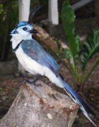 Magpie jay Nicaragua