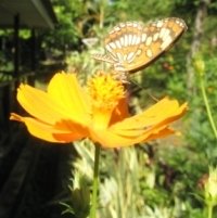 butterfly Nicaragua