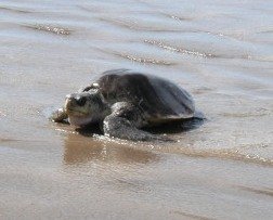 Olive Ridley turtle Nicaragua