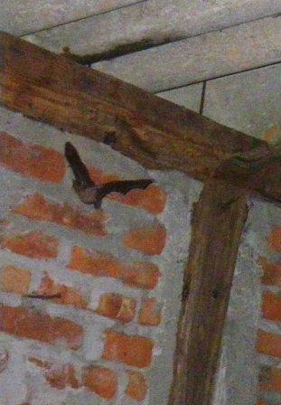 brown bat San Juan del Sur Nicaragua