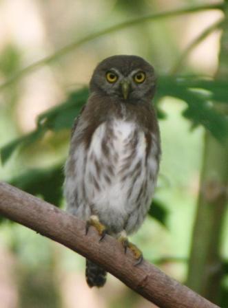 pygmy owl Nicaragua 