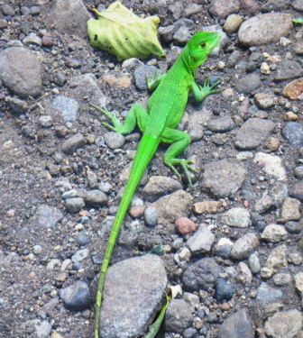 Green Iguana Nicaragua