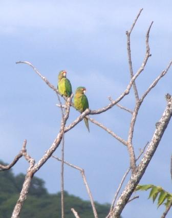 Orange fronted parakeet Nicaragua