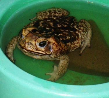 marine toad Nicaragua