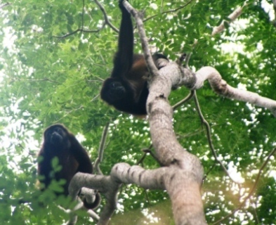 Howler monkeys in San Juan del Sur Nicaragua