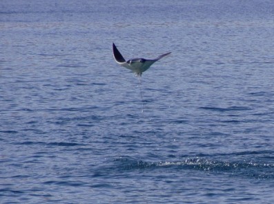 manta ray Nicaragua