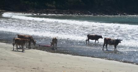 Surfing cows at Playa Remanso