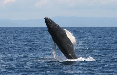 Humpback whale in Nicaragua
