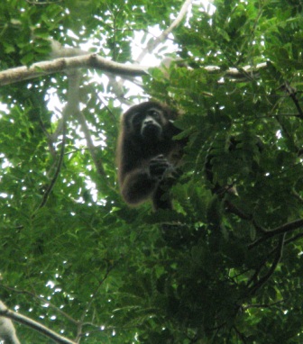 Howler Monkey in Nicaragua