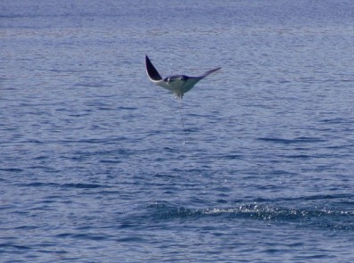 Manta Ray leaping Nicaragua 