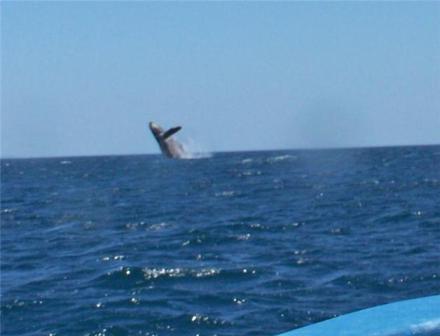 Humpback Whale breaching in Nicaragua 