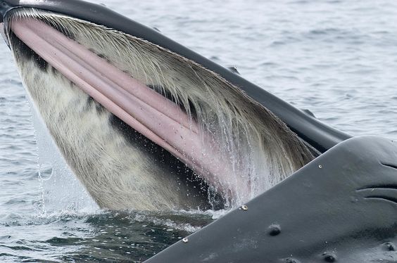 Humpback Whale splashing in Nicaragua